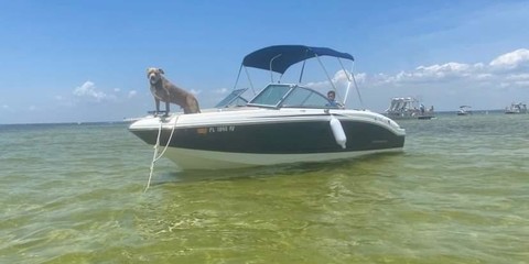 Chaparral 19 H2O Ski & Fish